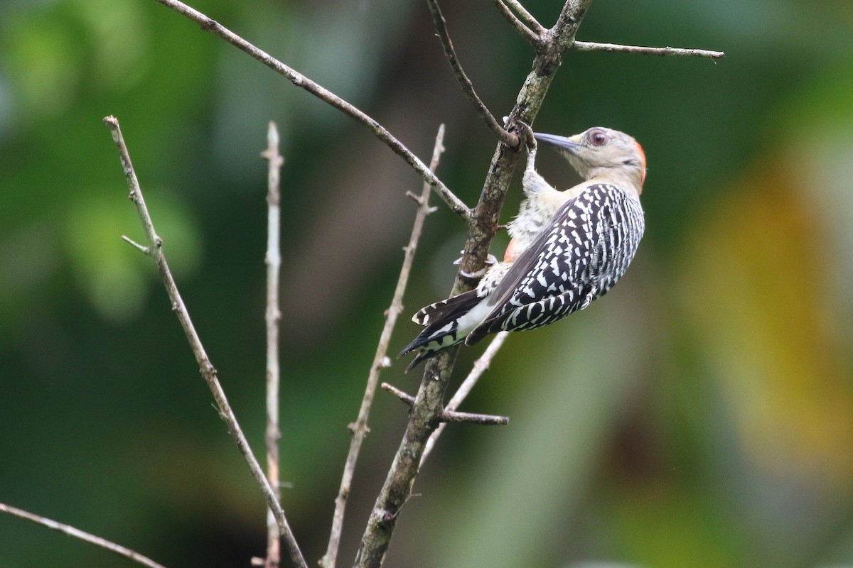 Red-crowned Woodpecker - Stu Elsom