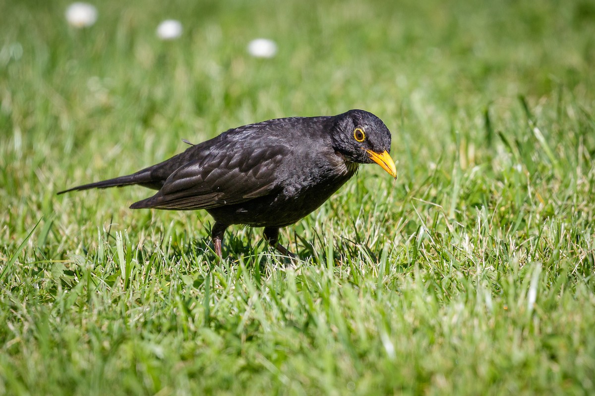 Eurasian Blackbird - Reinhard Brantner