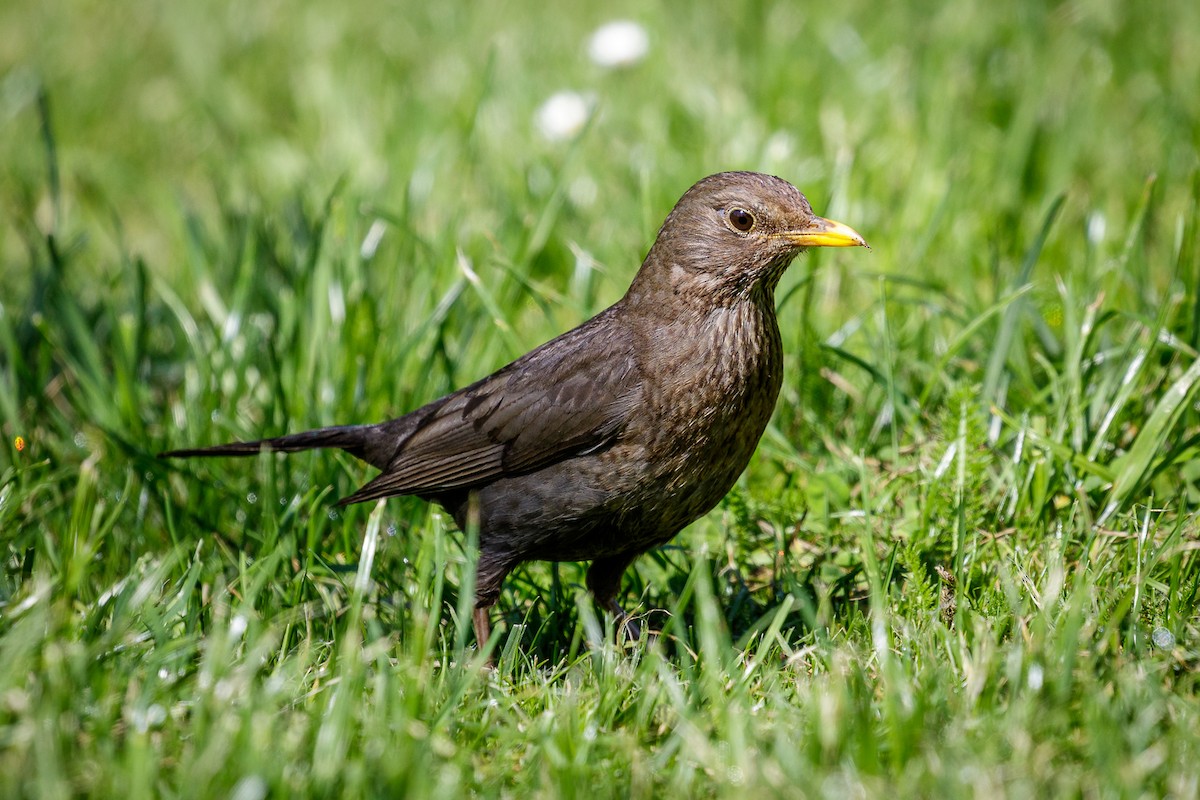 Eurasian Blackbird - Reinhard Brantner