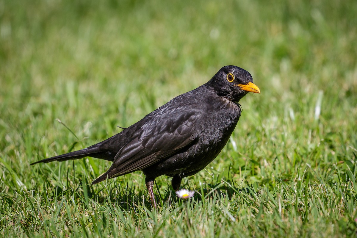 Eurasian Blackbird - Reinhard Brantner