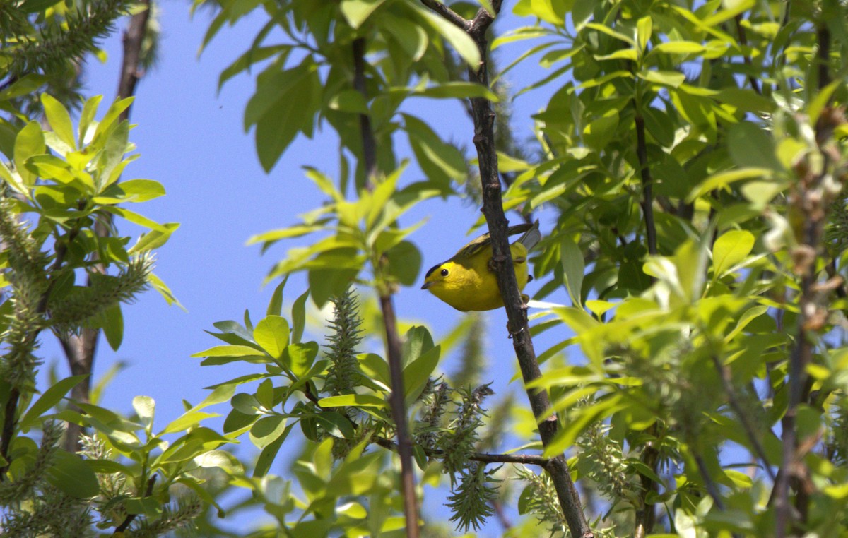 Wilson's Warbler - Francine Goupil