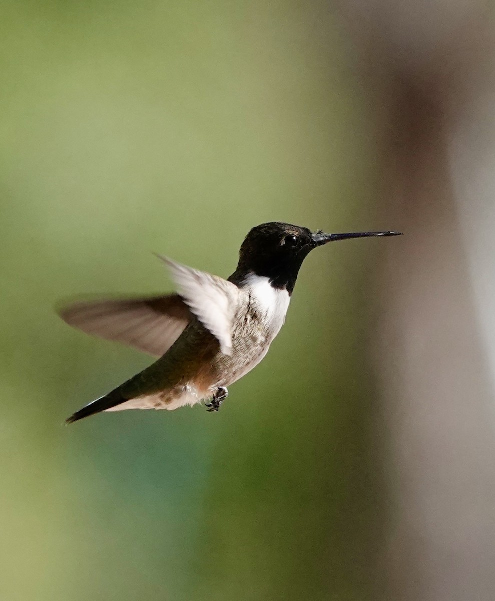 Black-chinned Hummingbird - Kenna Sue Trickey