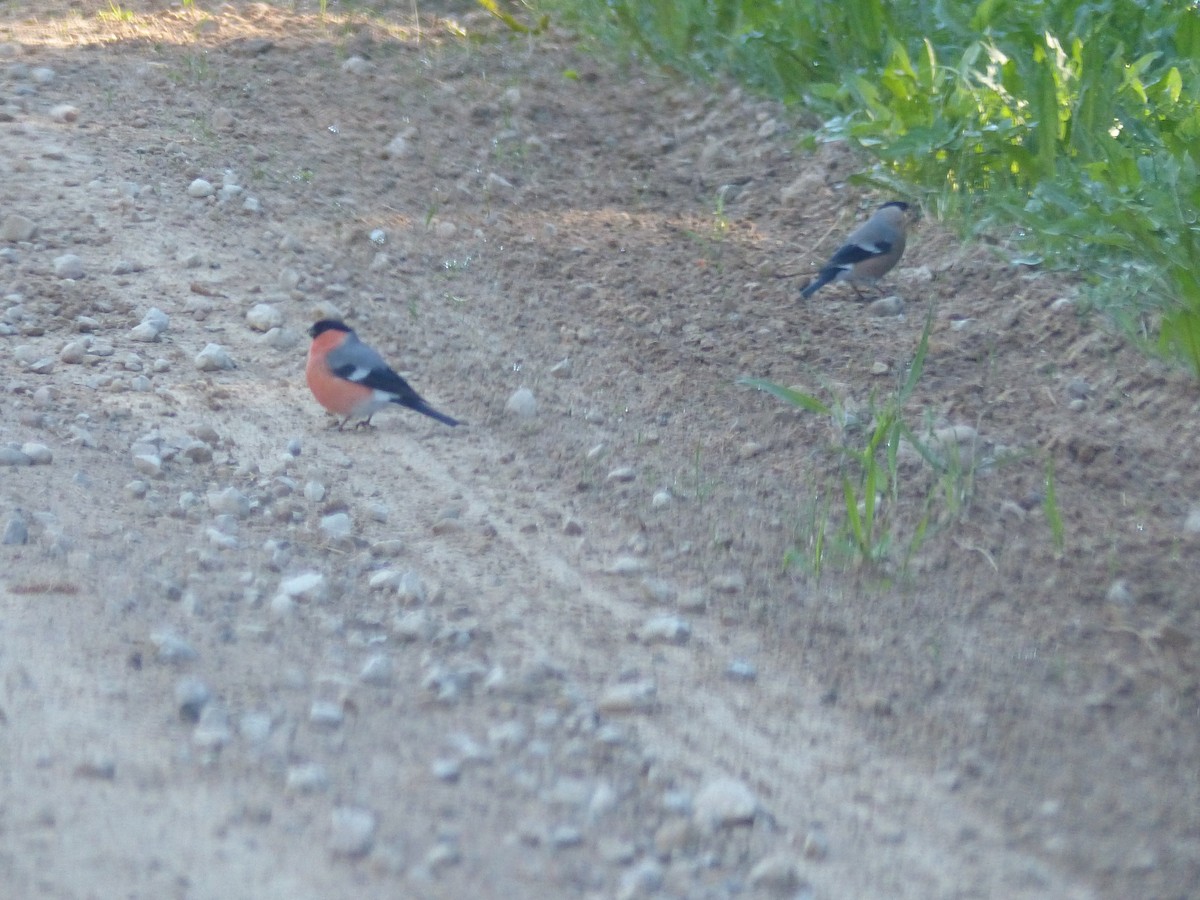 Eurasian Bullfinch - Coleta Holzhäuser