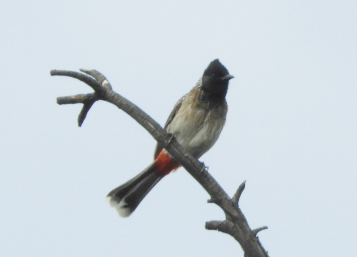 Red-vented Bulbul - Manju Sinha