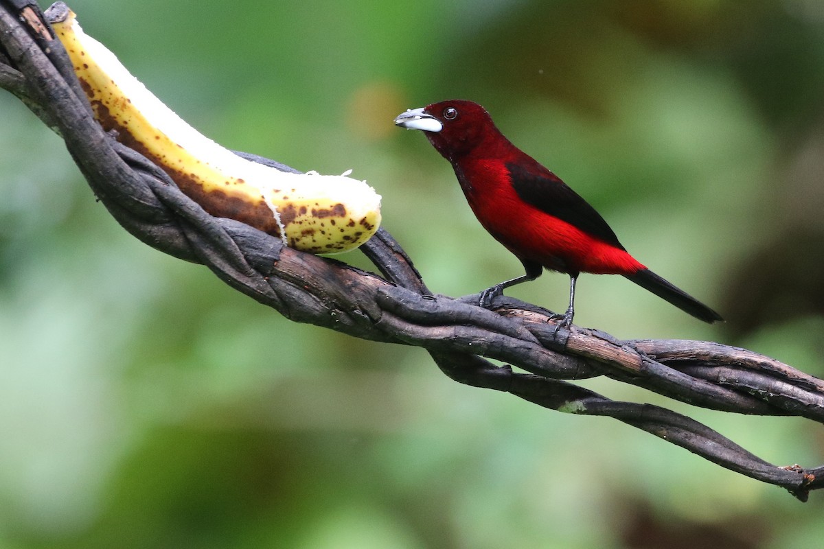 Crimson-backed Tanager - Stu Elsom