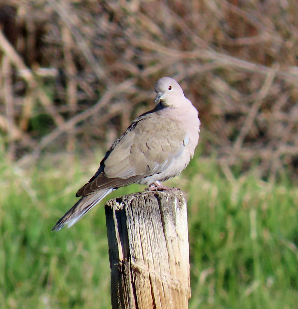 Eurasian Collared-Dove - JoAnn Potter Riggle 🦤