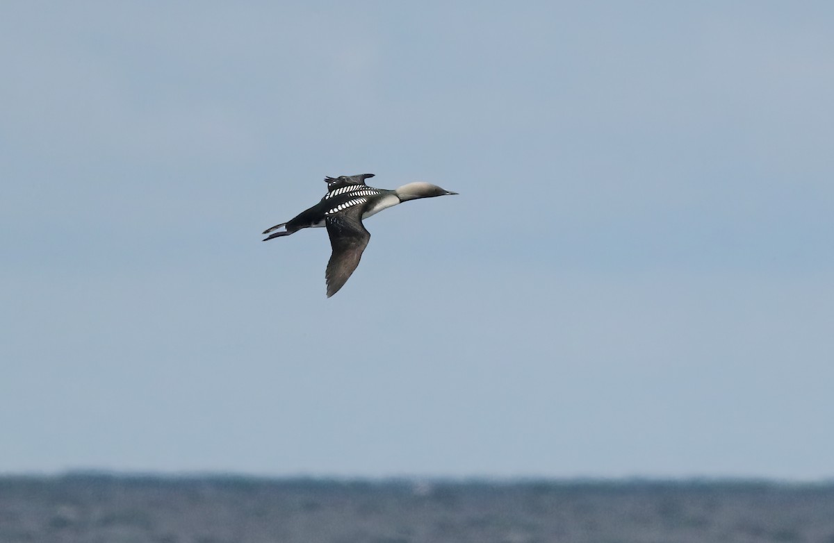 Pacific Loon - ML619180146