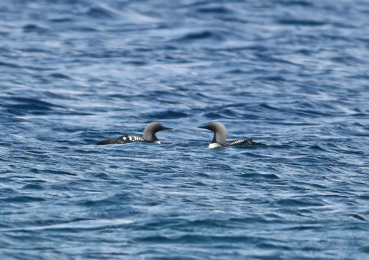 Pacific Loon - ML619180147