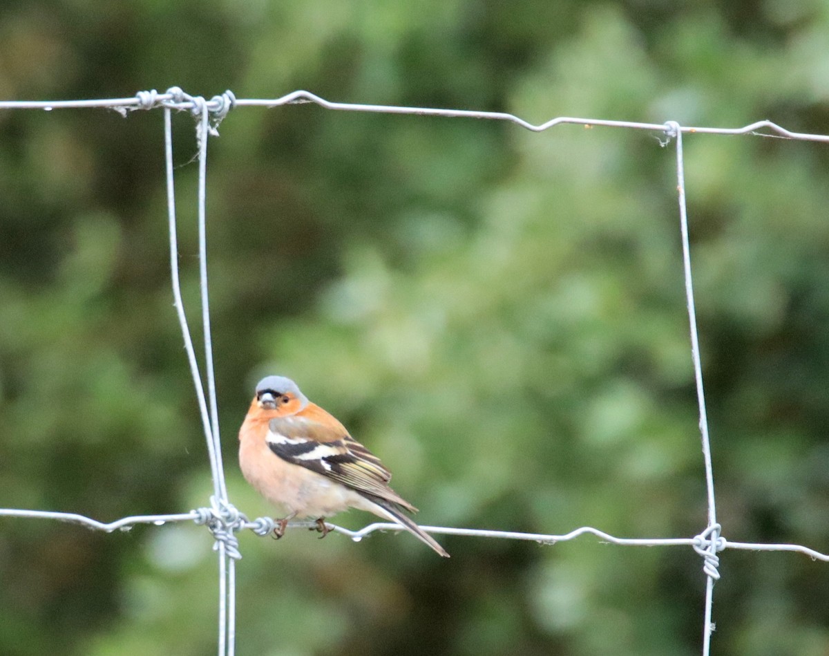 Common Chaffinch - Edmund Bell