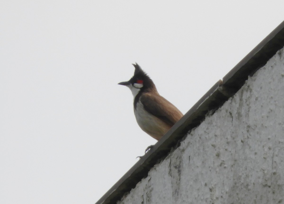 Red-whiskered Bulbul - Manju Sinha