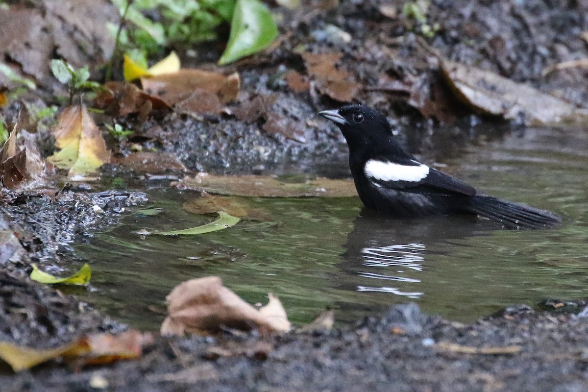 White-shouldered Tanager - Stu Elsom