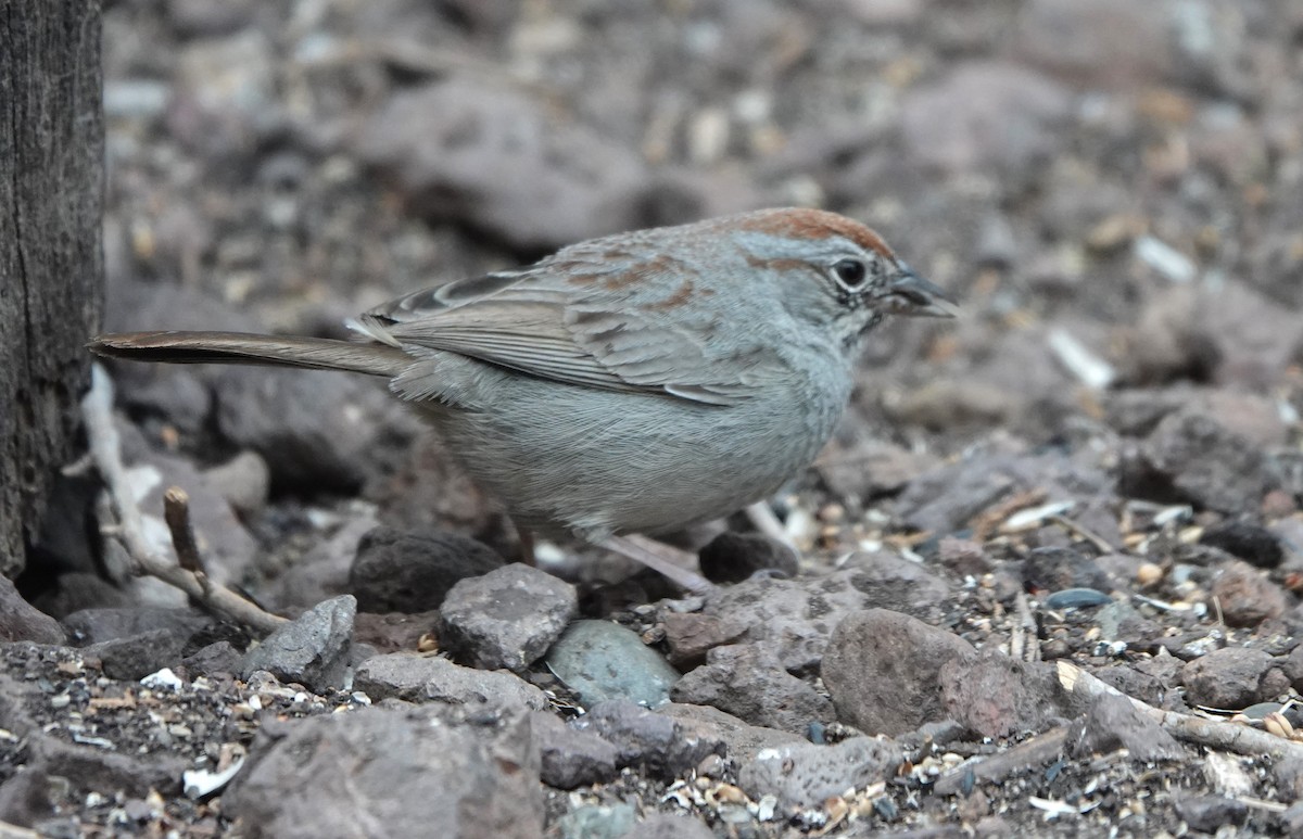 Rufous-crowned Sparrow - Lynn Thompson