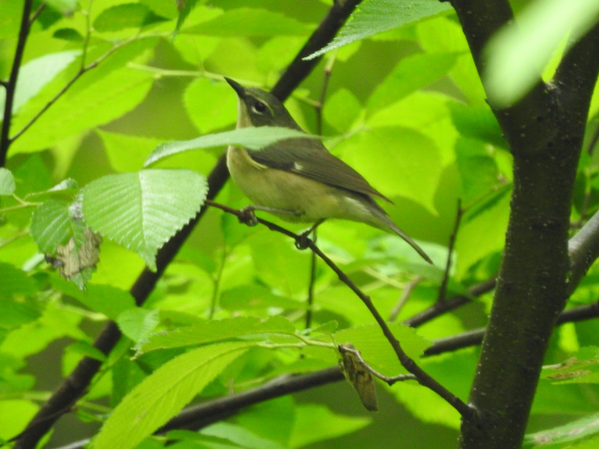 Black-throated Blue Warbler - Isaiah Craft