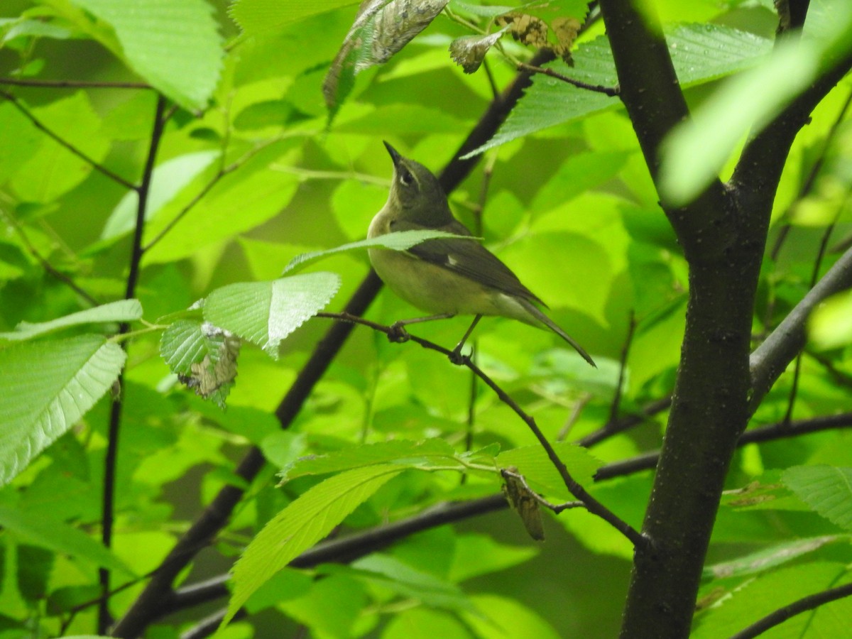 Black-throated Blue Warbler - Isaiah Craft