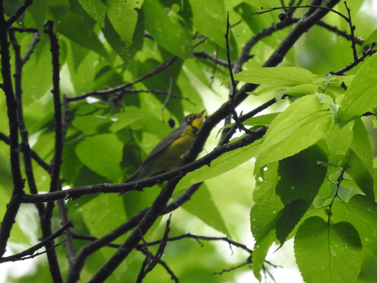 Canada Warbler - Isaiah Craft