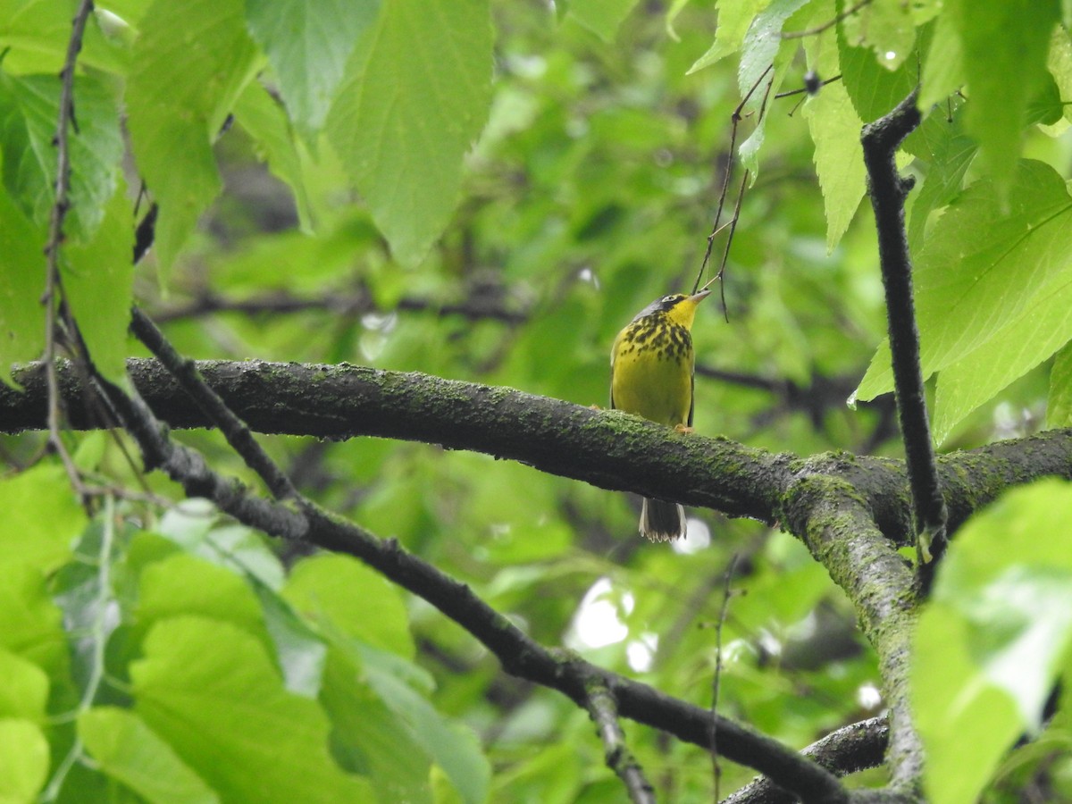 Canada Warbler - ML619180195