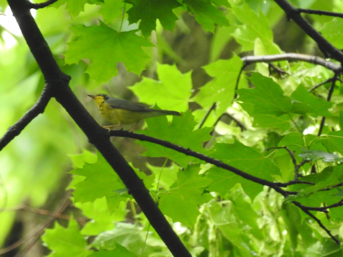 Canada Warbler - ML619180196