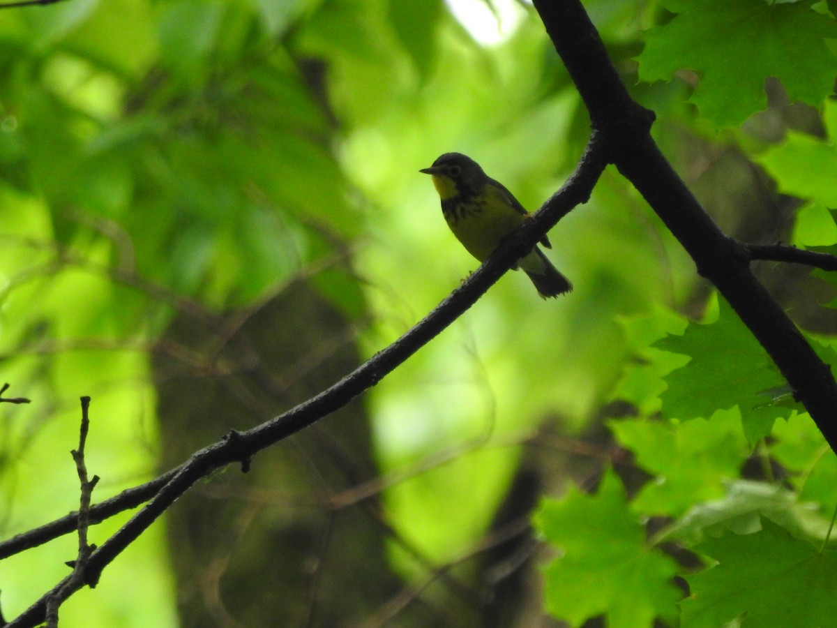 Canada Warbler - Isaiah Craft