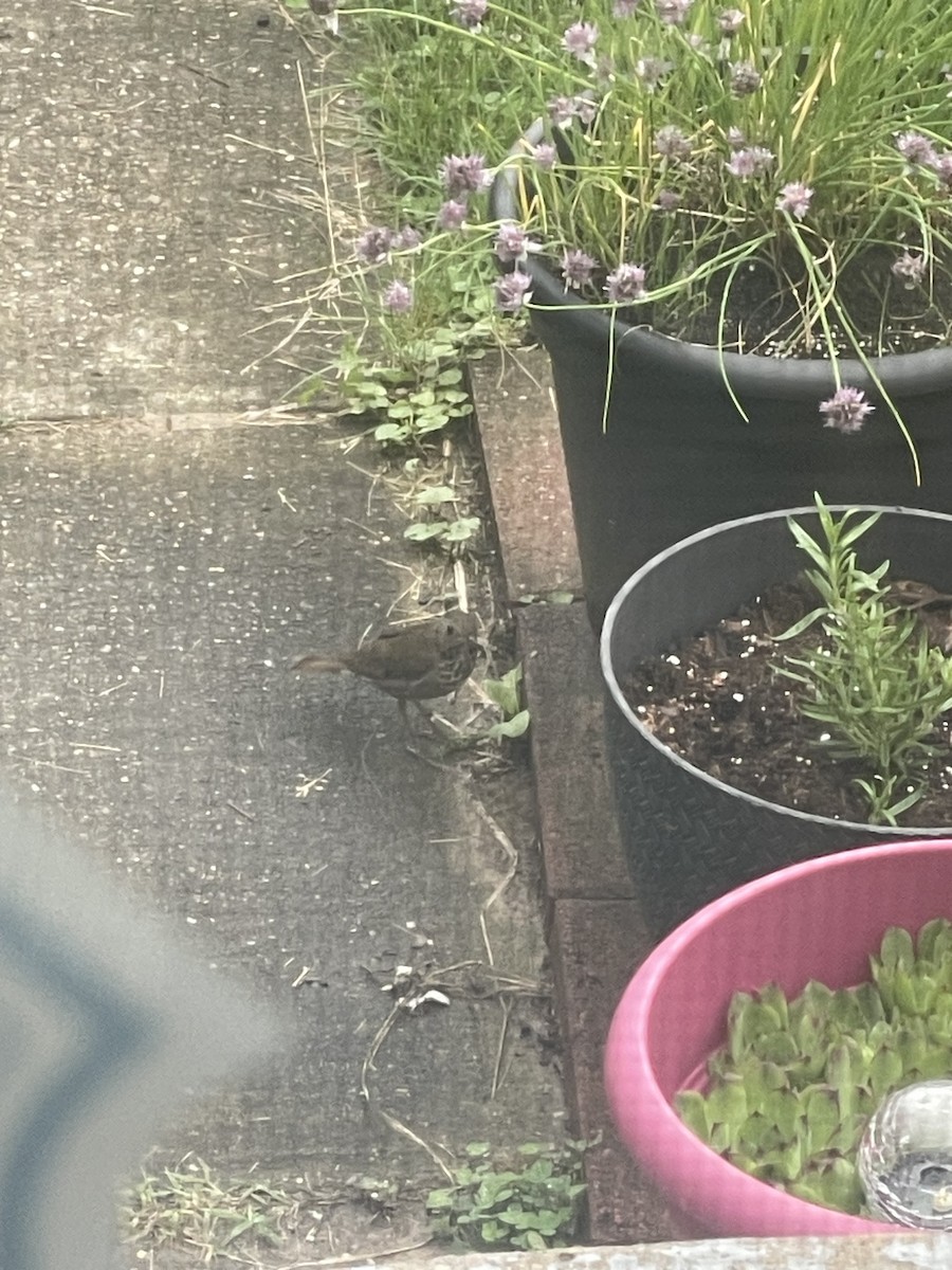 Gray-cheeked Thrush - Joe Patterson