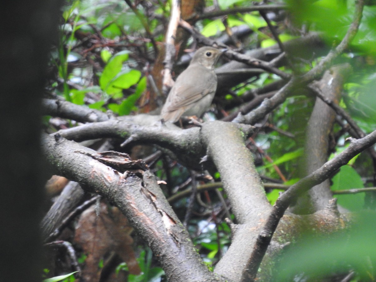 Swainson's Thrush - ML619180217