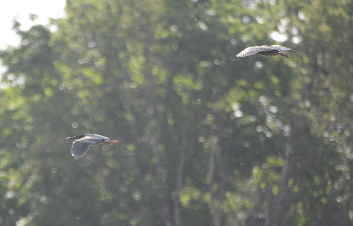 Green Heron - Cathy Pasterczyk