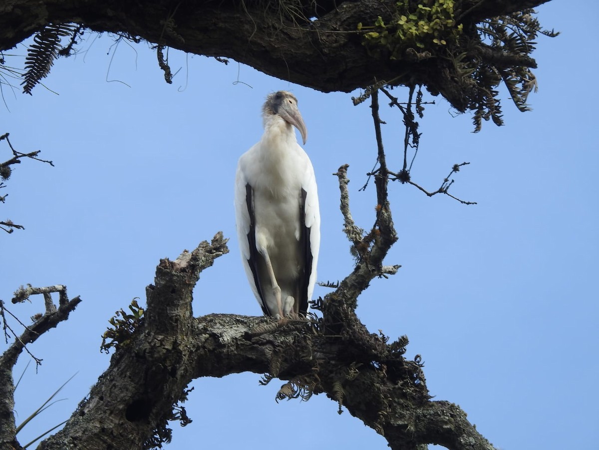 Wood Stork - ML619180221