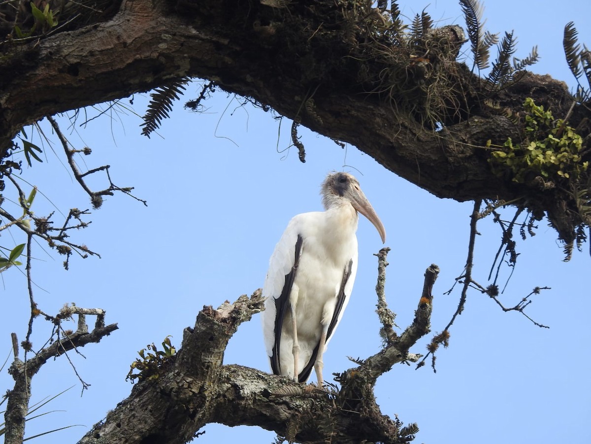 Wood Stork - ML619180222