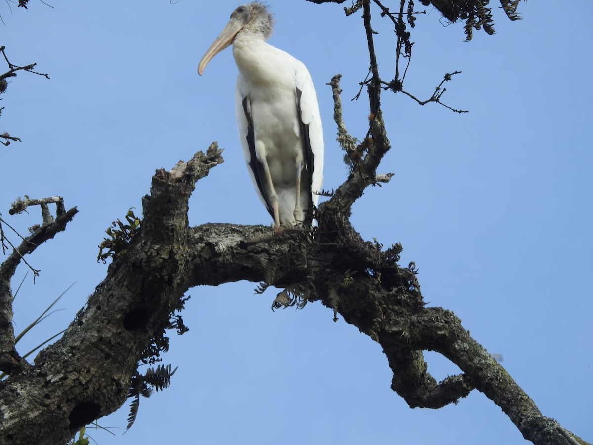 Wood Stork - ML619180223