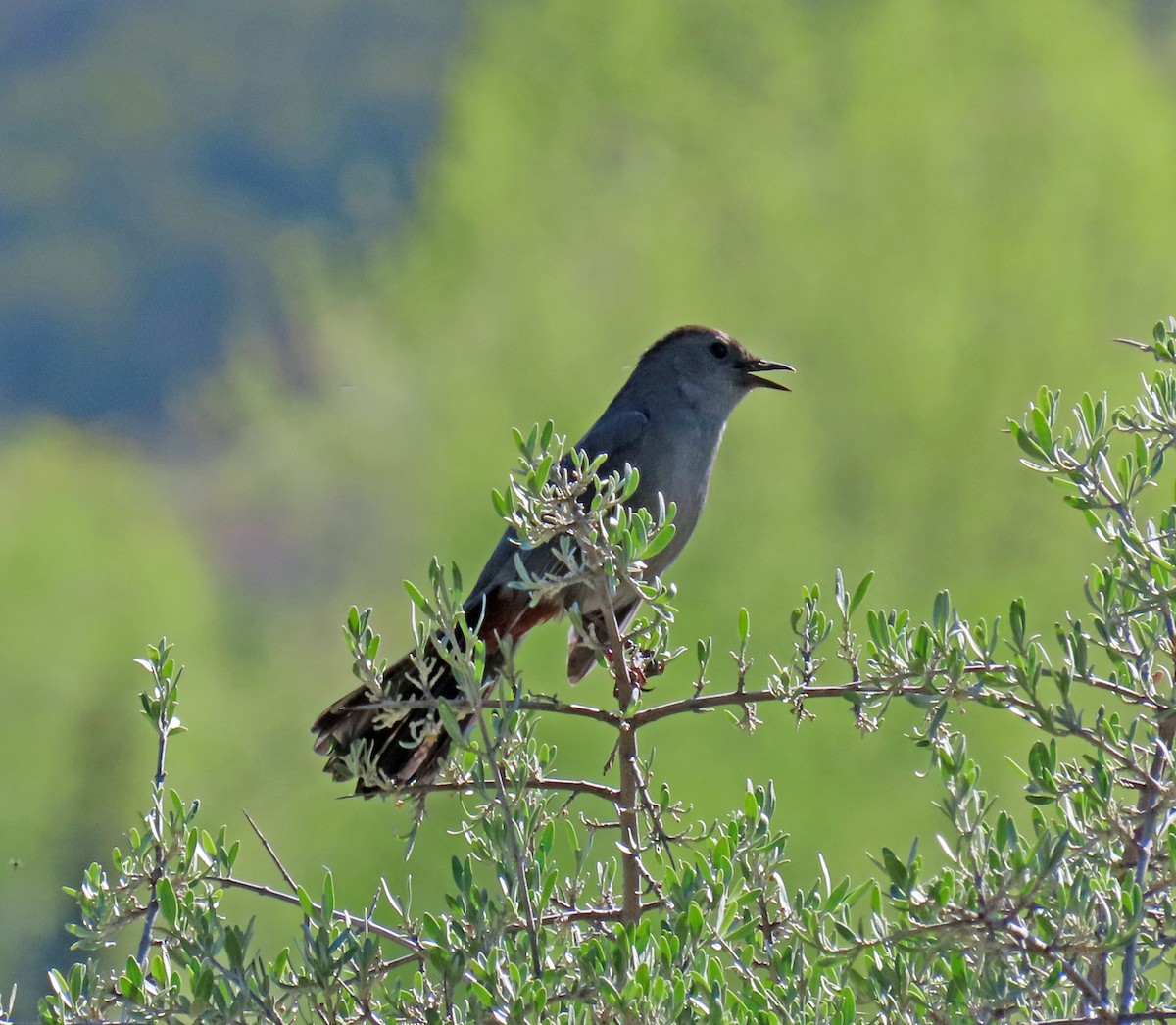 Gray Catbird - JoAnn Potter Riggle 🦤