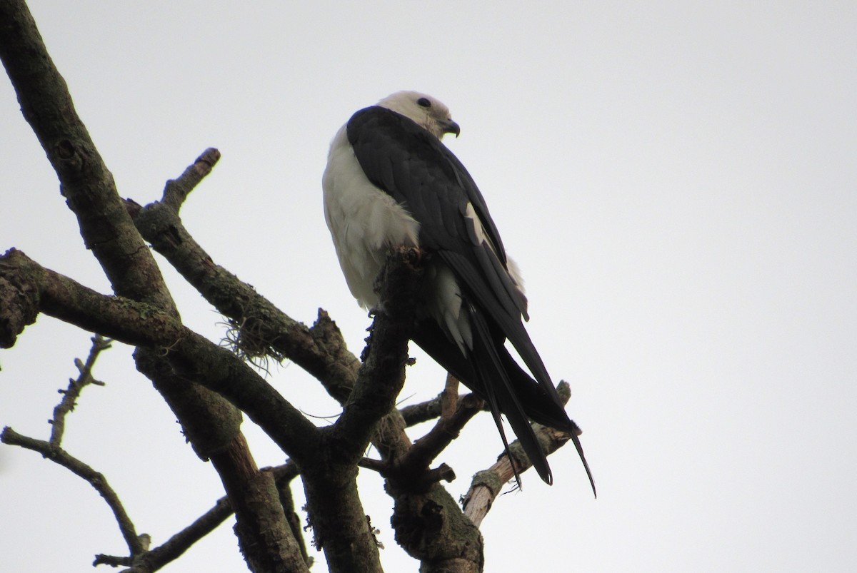 Swallow-tailed Kite - Elaine Grose