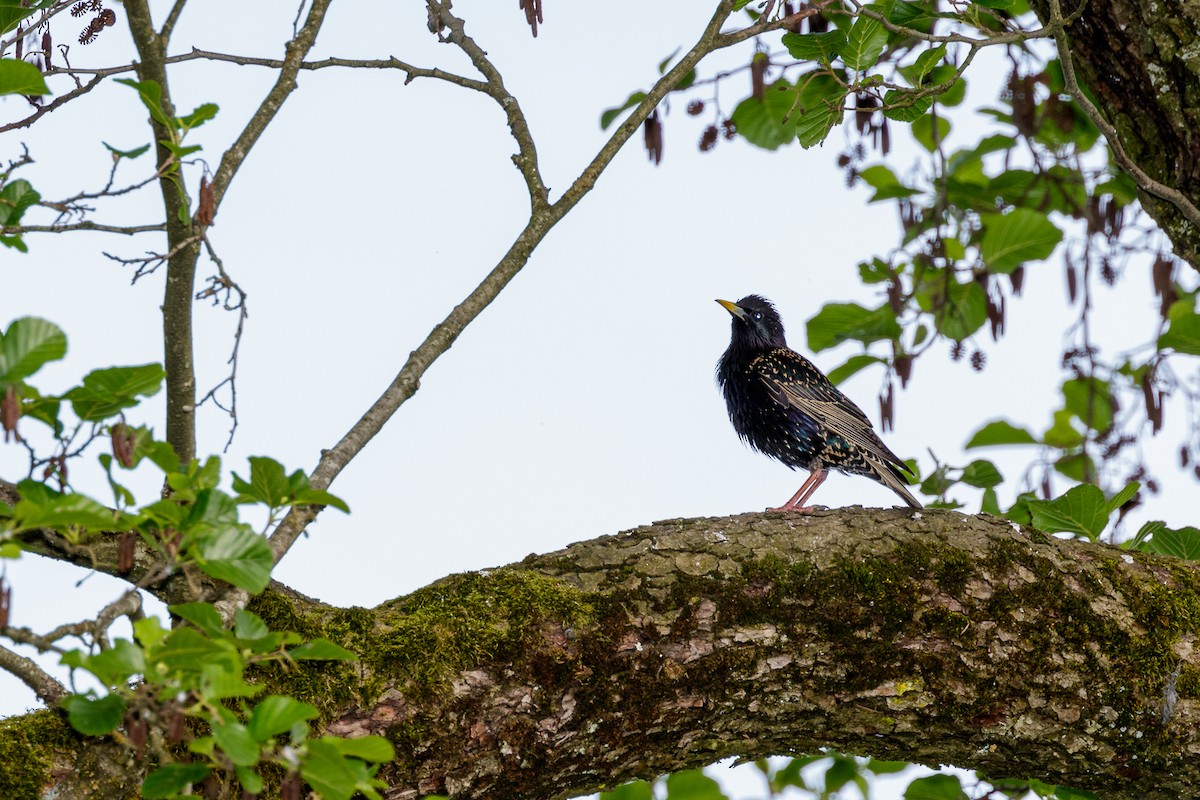 European Starling - Reinhard Brantner