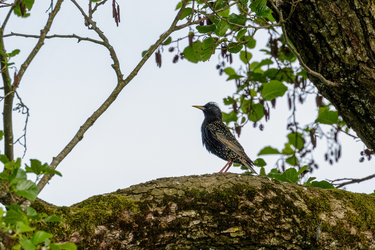 European Starling - Reinhard Brantner