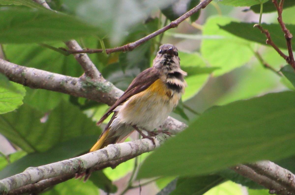 American Redstart - Elaine Grose