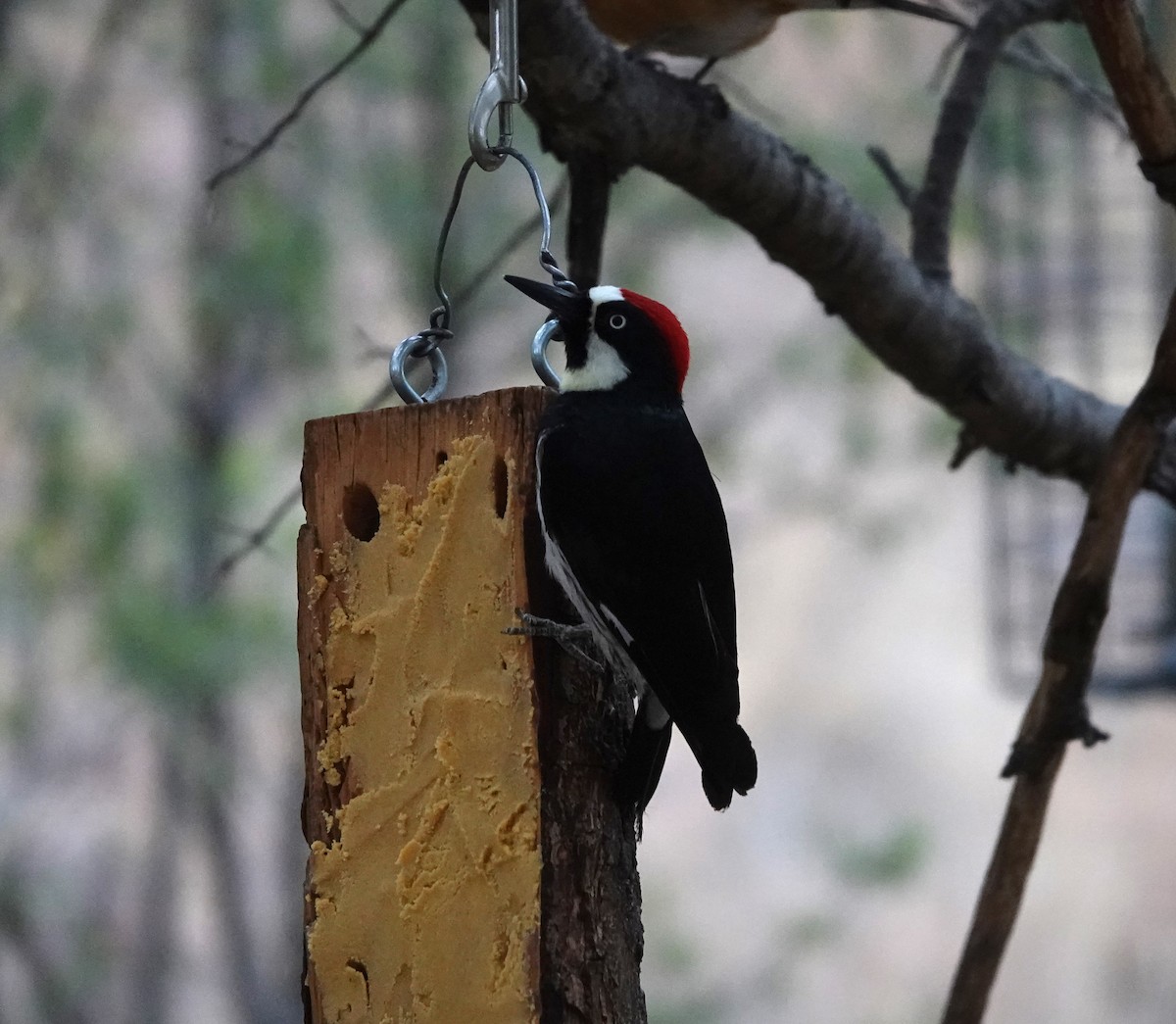 Acorn Woodpecker - Lynn Thompson