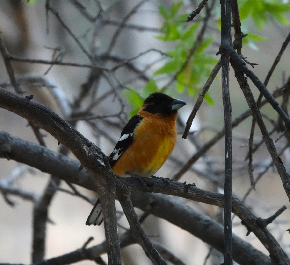 Black-headed Grosbeak - Lynn Thompson