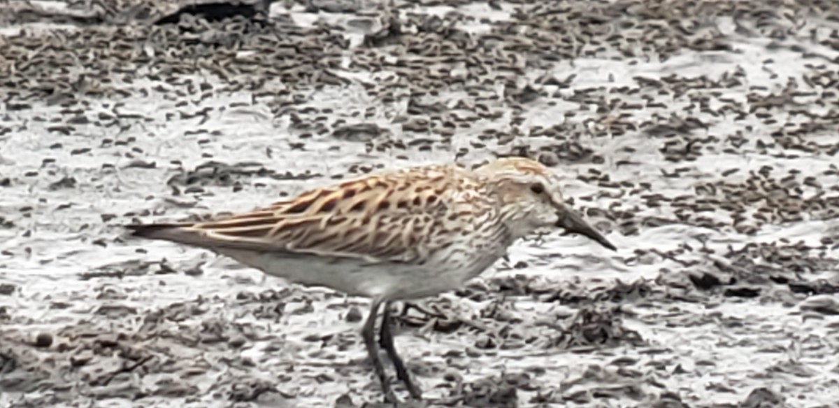 White-rumped Sandpiper - Steve Patterson