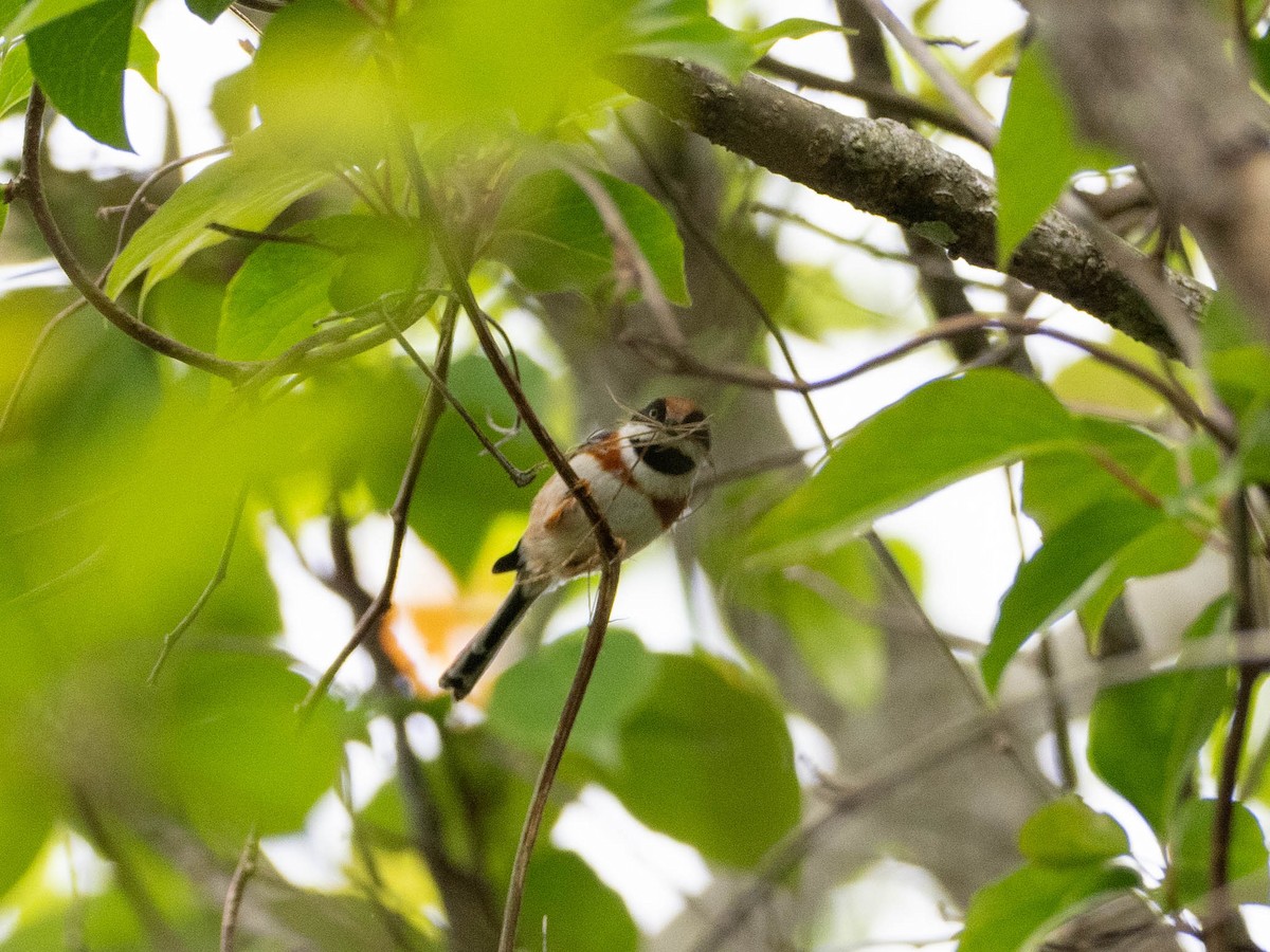 Black-throated Tit (Black-throated) - Rachael Kaiser