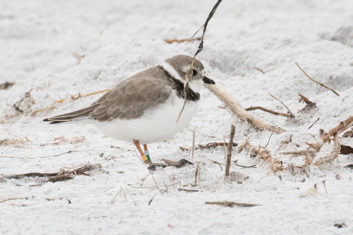 Piping Plover - Brett Hoffman