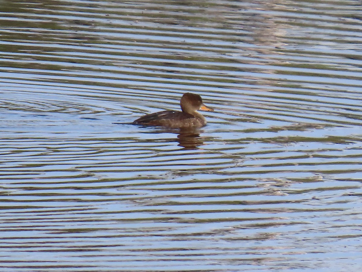 Hooded Merganser - Sue and Tom Santeusanio