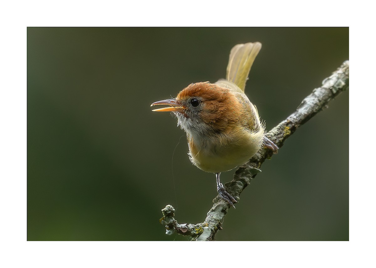 Rufous-naped Greenlet - Heiler Uribe