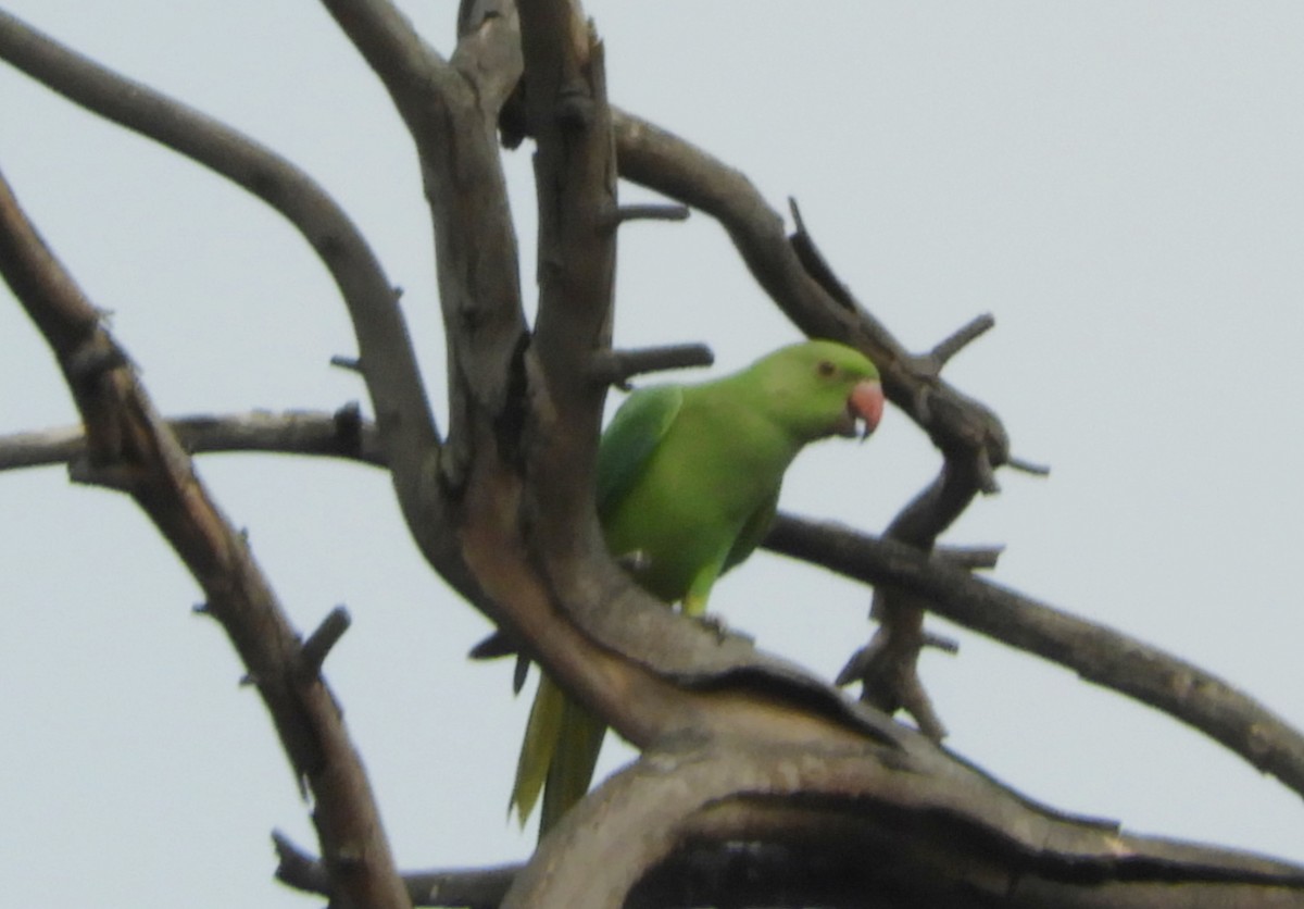 Rose-ringed Parakeet - Manju Sinha