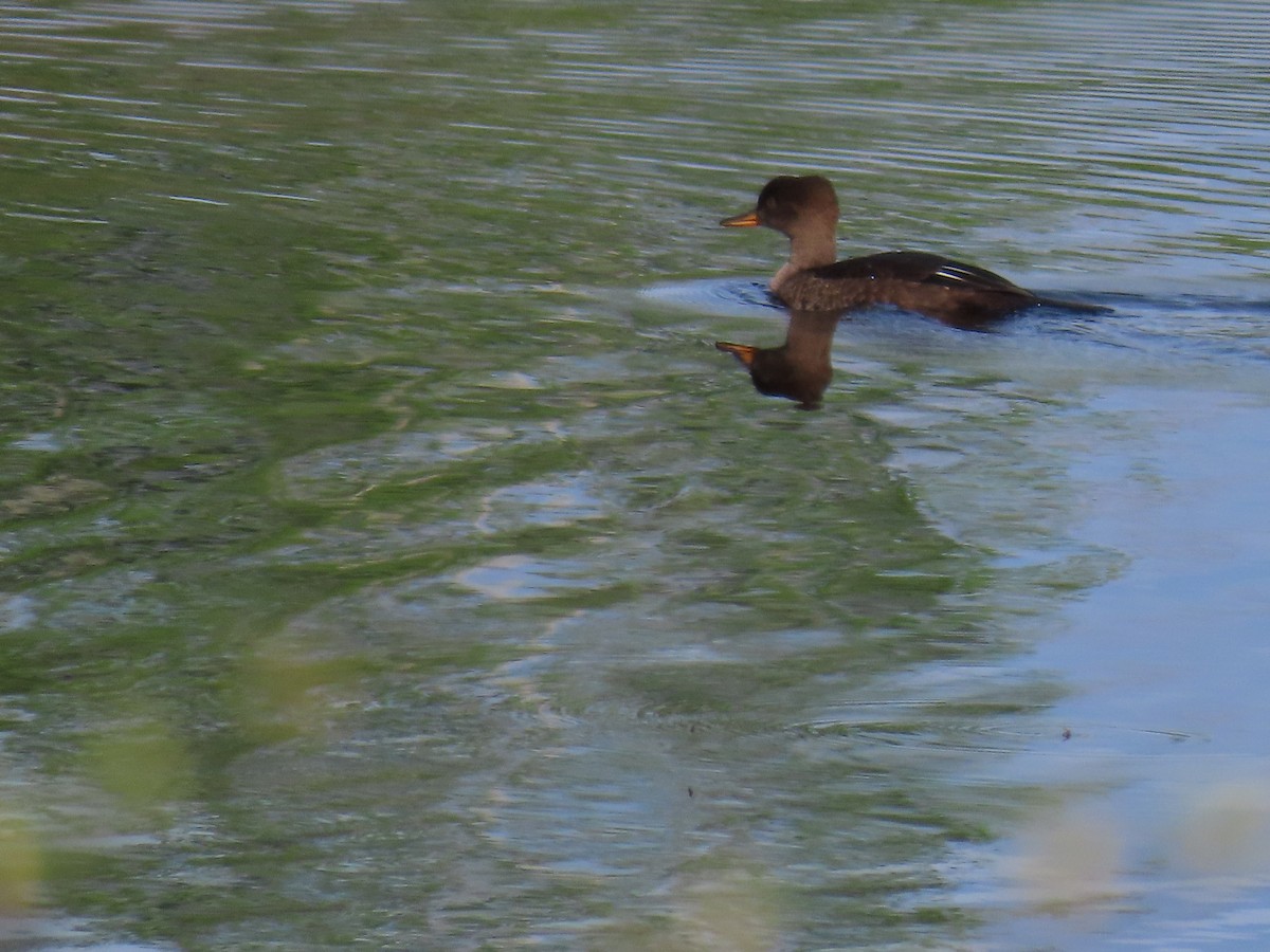 Hooded Merganser - Sue and Tom Santeusanio