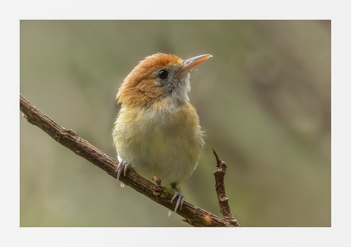 Rufous-naped Greenlet - Heiler Uribe