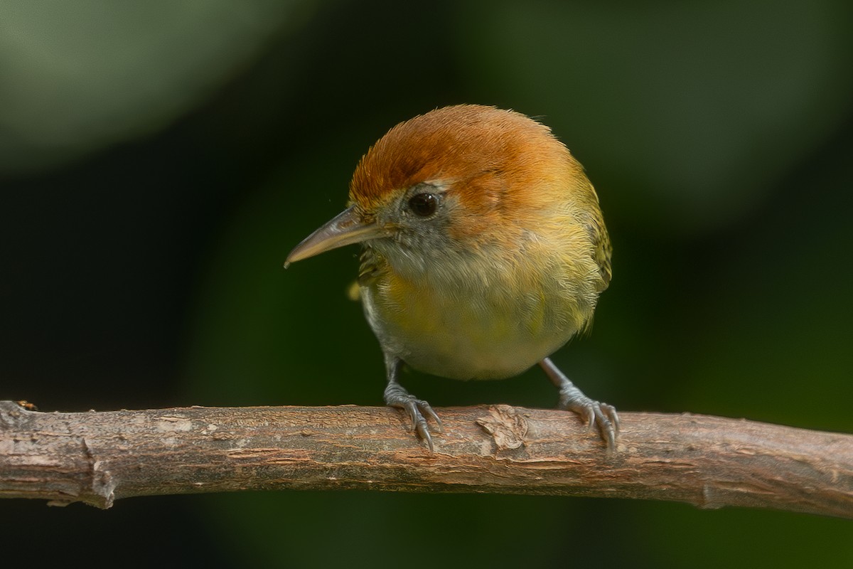 Rufous-naped Greenlet - Heiler Uribe