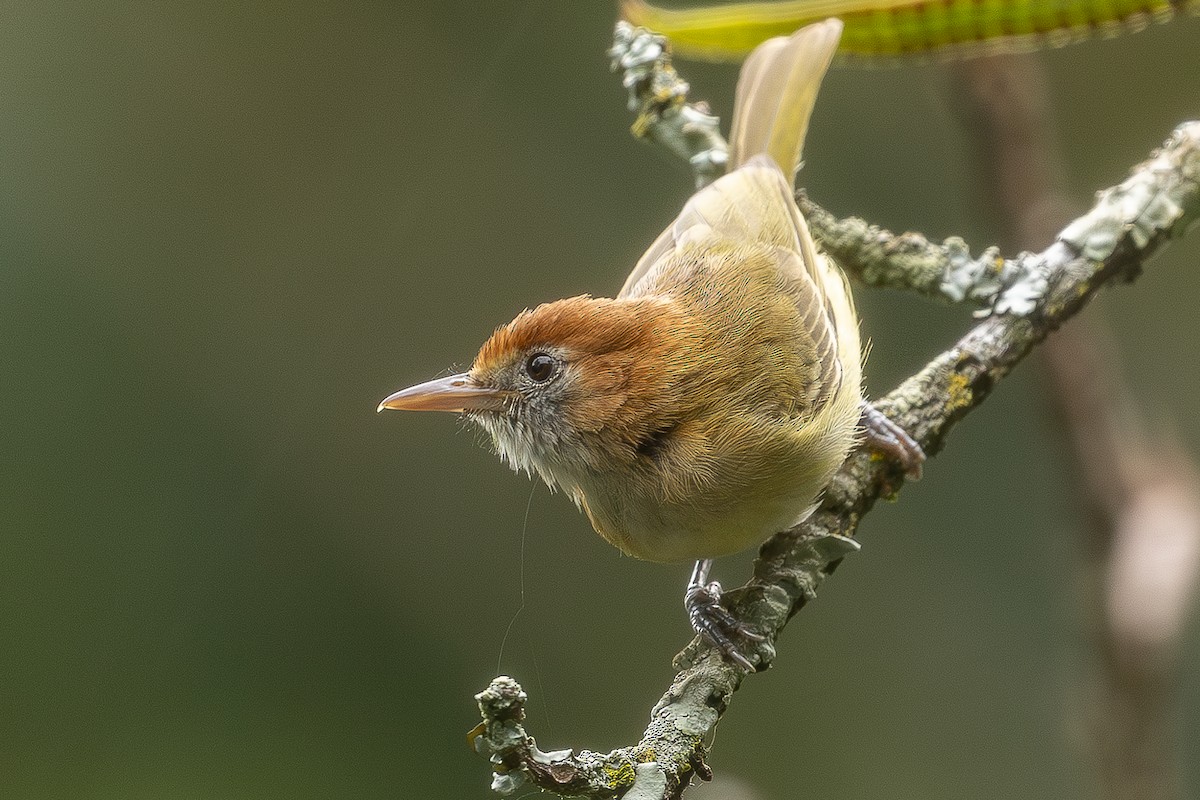 Rufous-naped Greenlet - Heiler Uribe