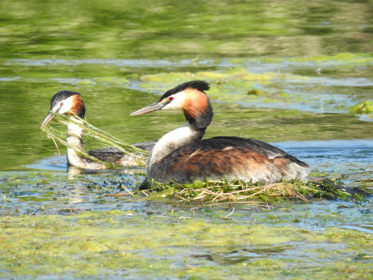 Great Crested Grebe - Keith Gregoire