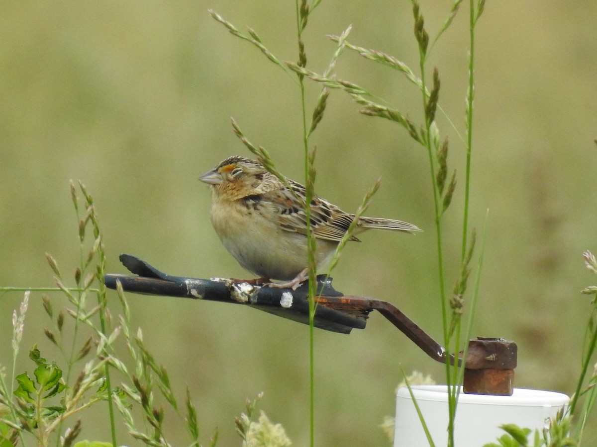 Grasshopper Sparrow - Andrew Durso