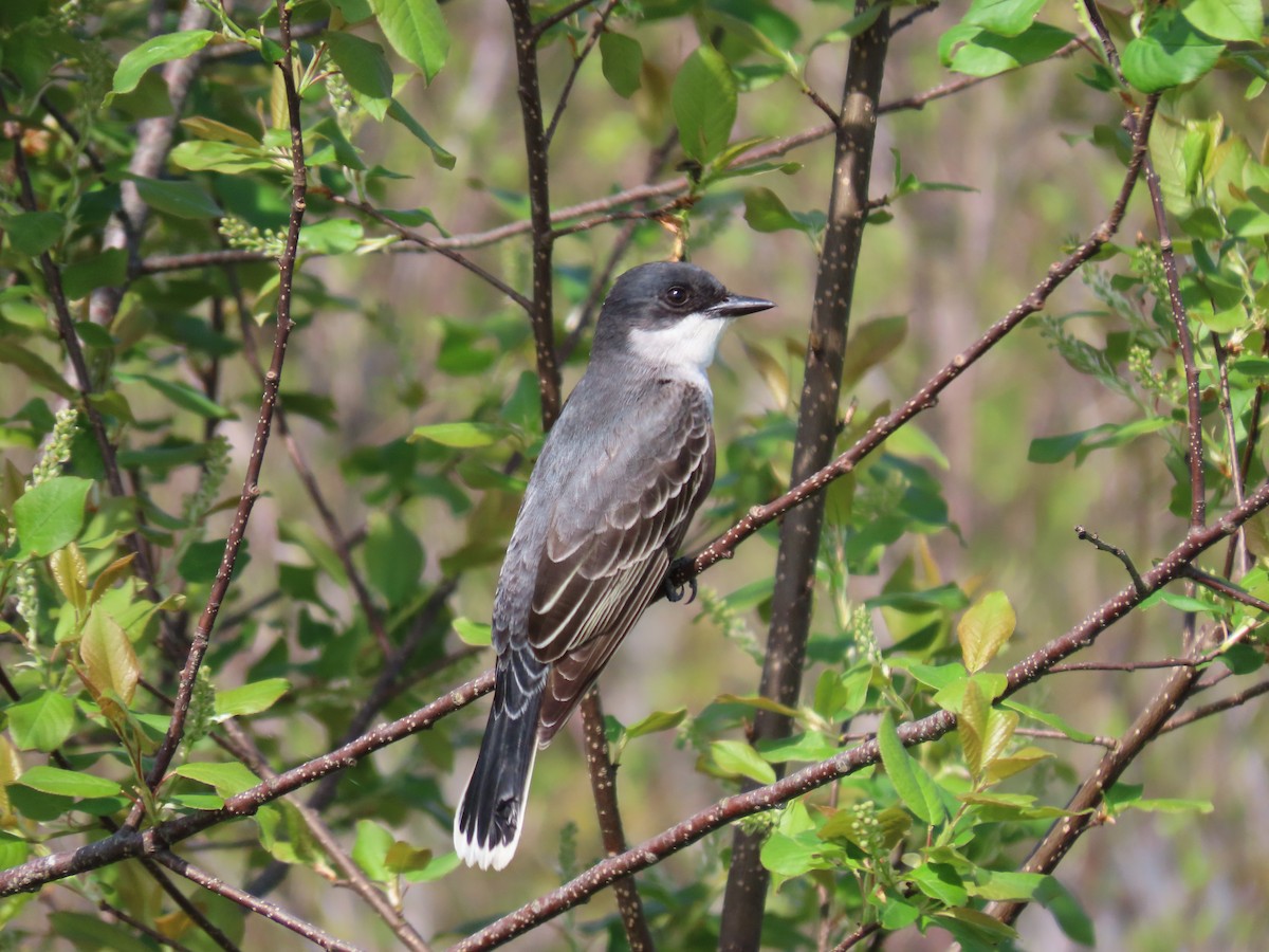 Eastern Kingbird - Sue and Tom Santeusanio