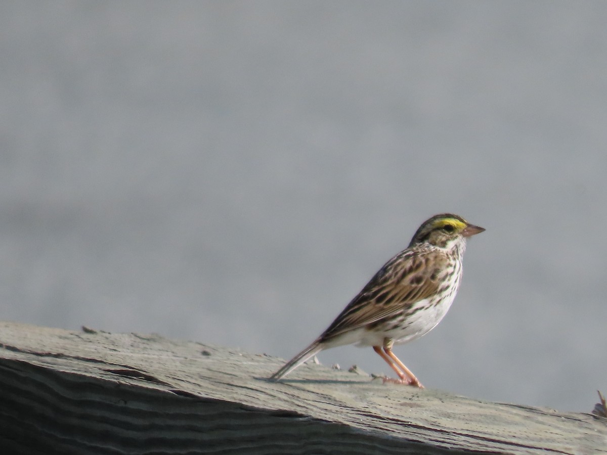 Savannah Sparrow - Sue and Tom Santeusanio