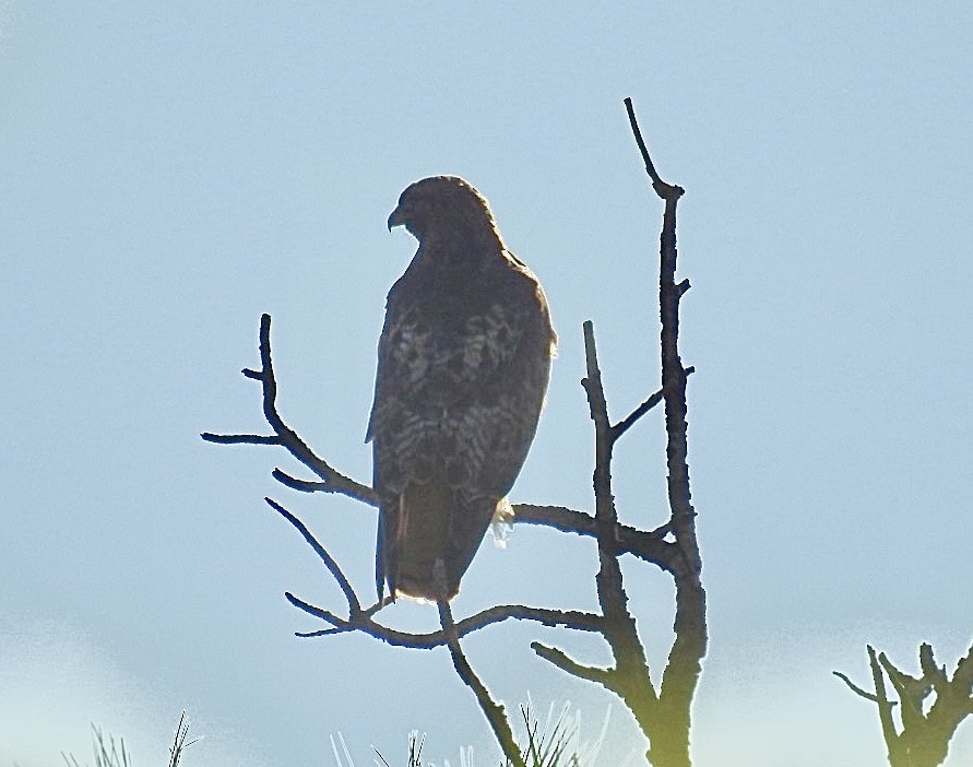 Red-tailed Hawk - Mohini Rawool-Sullivan